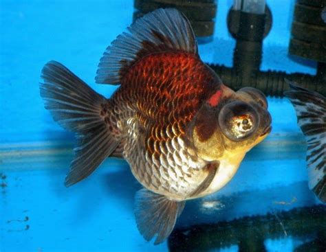 金魚頭瘤破洞|金魚&水族快訊Goldfish & Aquarium Messages: 頭瘤過多